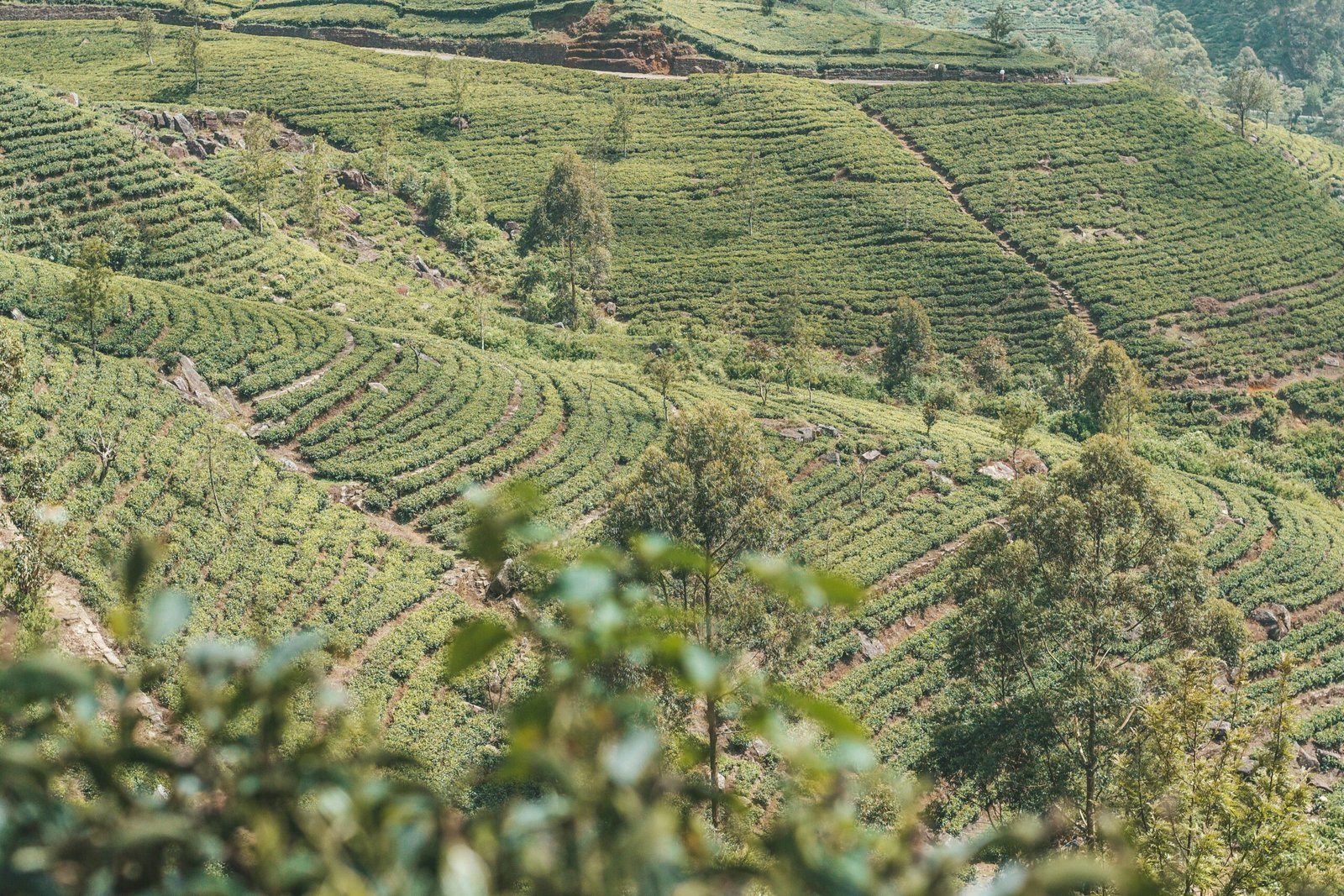 Nuwara Eliya